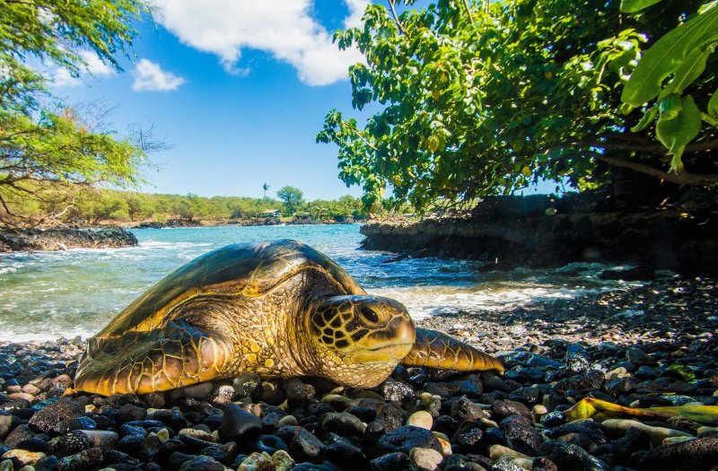 Красивые черепахи