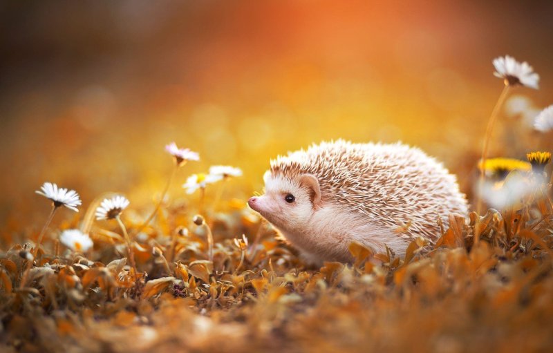 Ежик Лисичкин