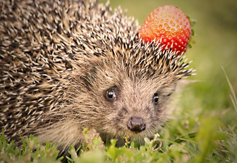 Красивый Ежик