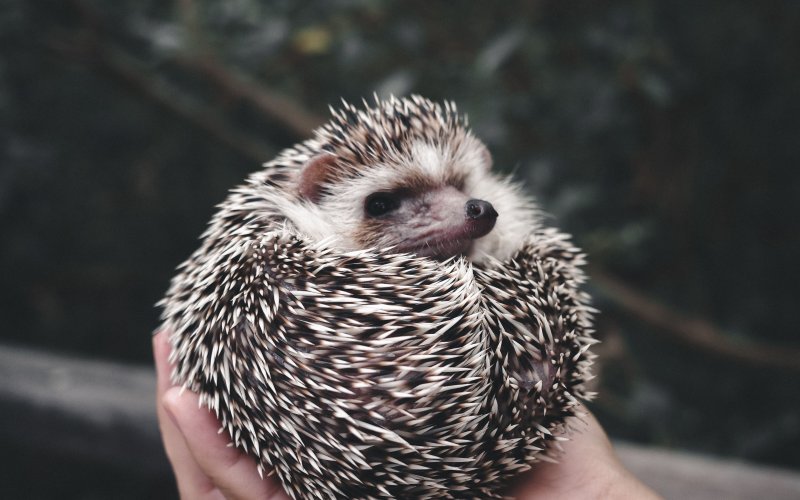 Ёжики милашки