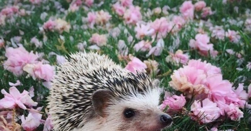 Милые ежики