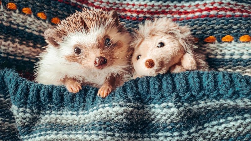 Красивый Ежик