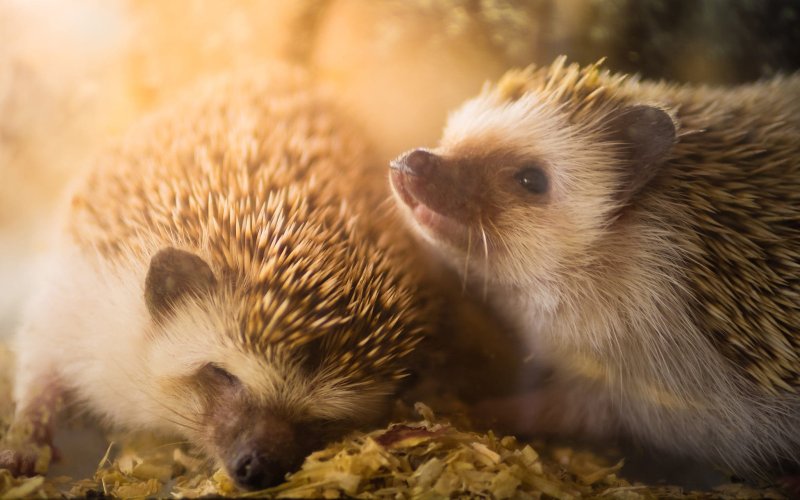 Ёжики милашки