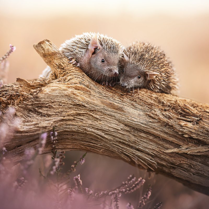 Ежик на рабочий стол