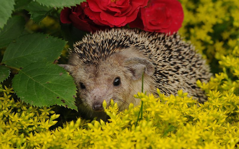 Красивый Ежик