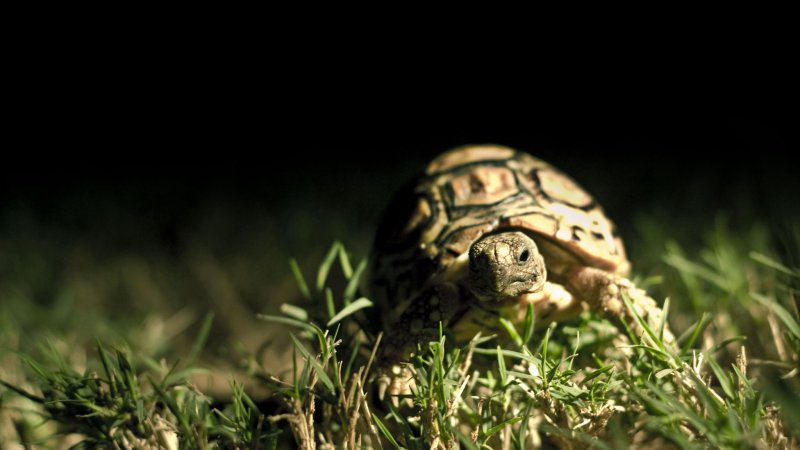 Черепаха обои