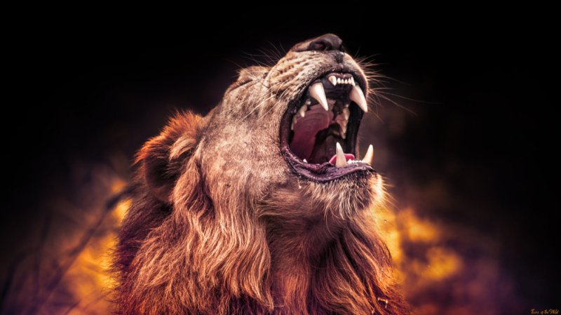 Лев рычит фото