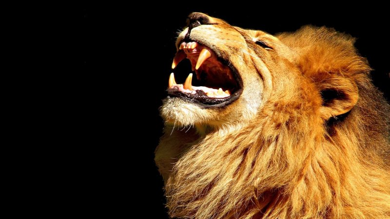 Лев рычит
