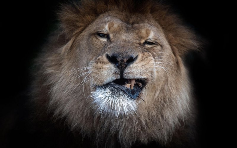 Лев рычит