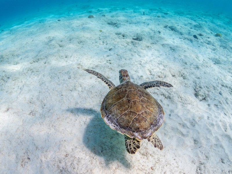 Черепаха бисса