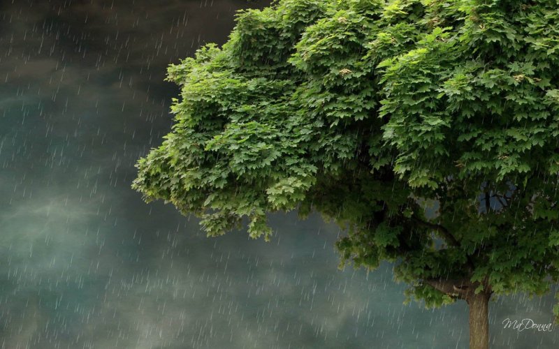 Дождь деревья