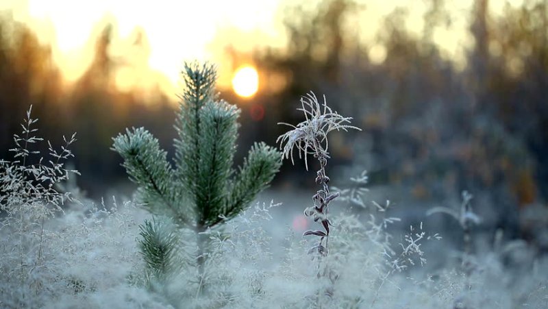 Доброе утро первый канал
