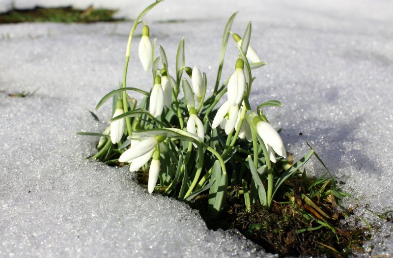 Чайковский Подснежник