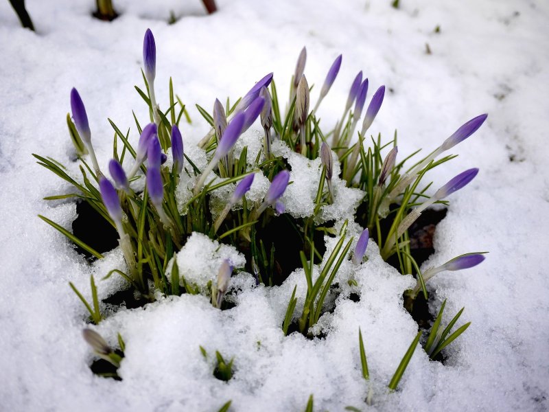 Первоцветы пролеска