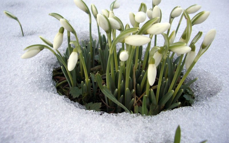 Весна цветы подснежники