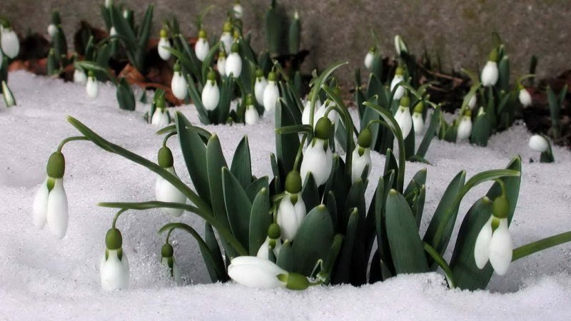 Первоцветы - подснежники, Ландыши?