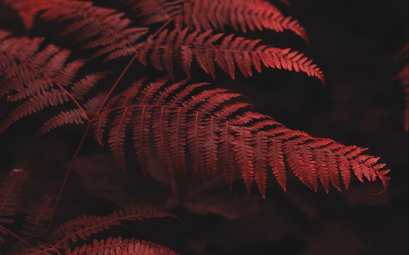 Красный папоротник красная Поляна