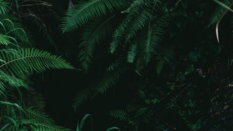 Вапорвейв Эстетика папоротник