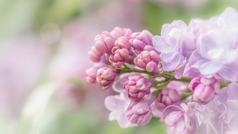 Сирень Пирассе Пинк