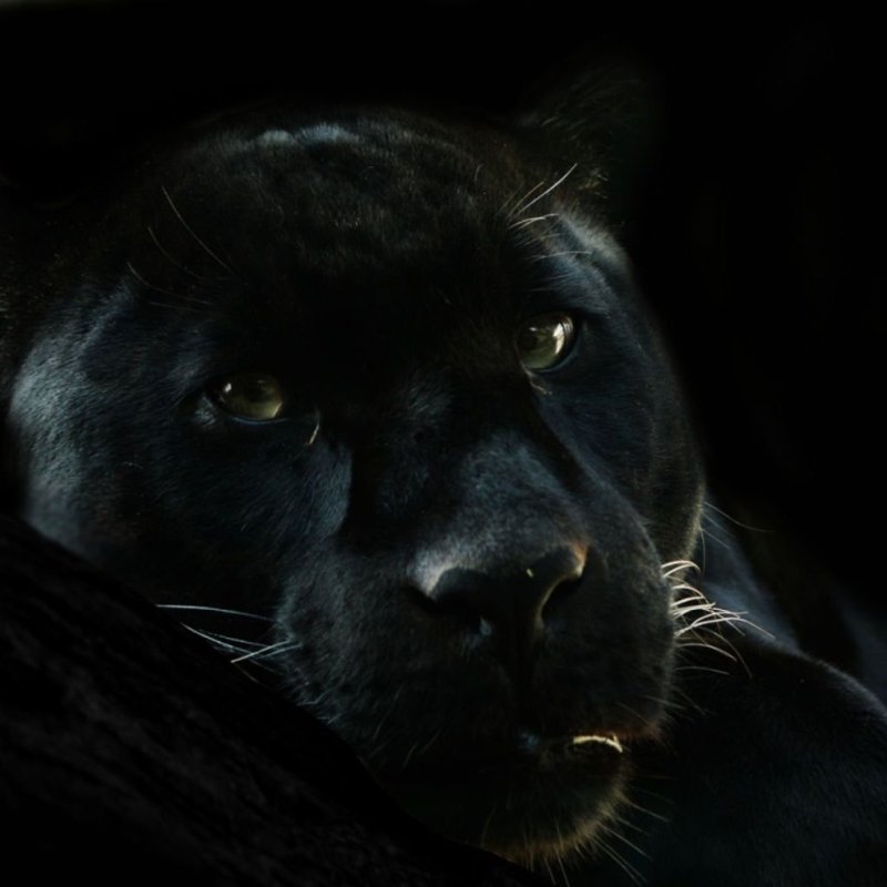 Пантера на черном фоне