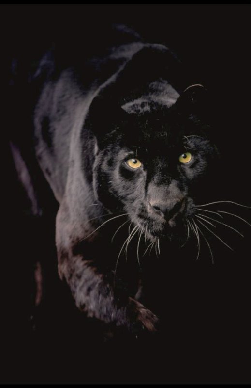 Пума черная