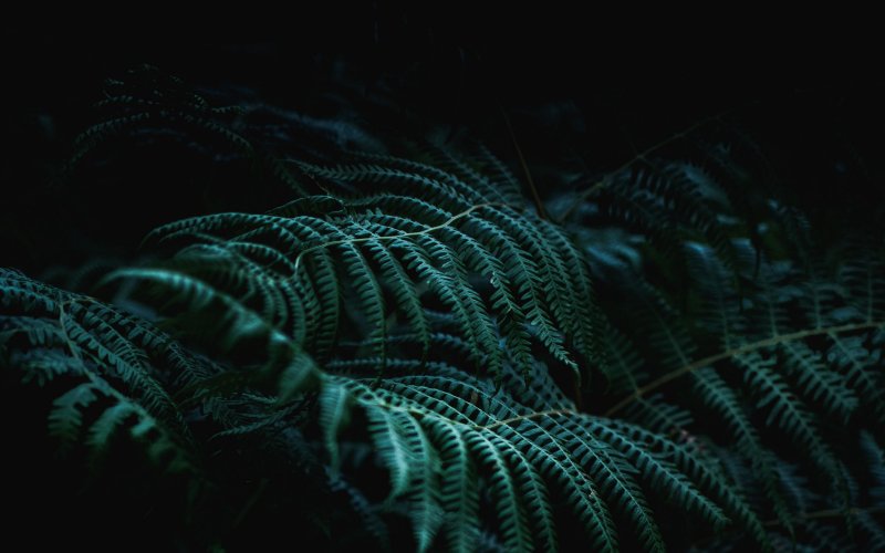 Изумрудный папоротник