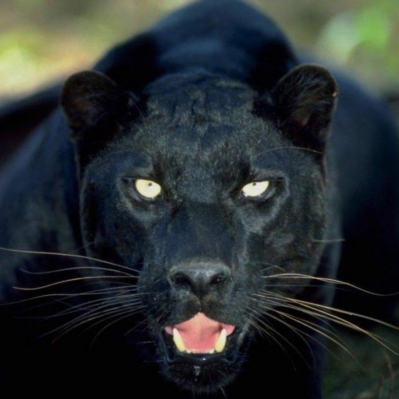 Ягуар меланист