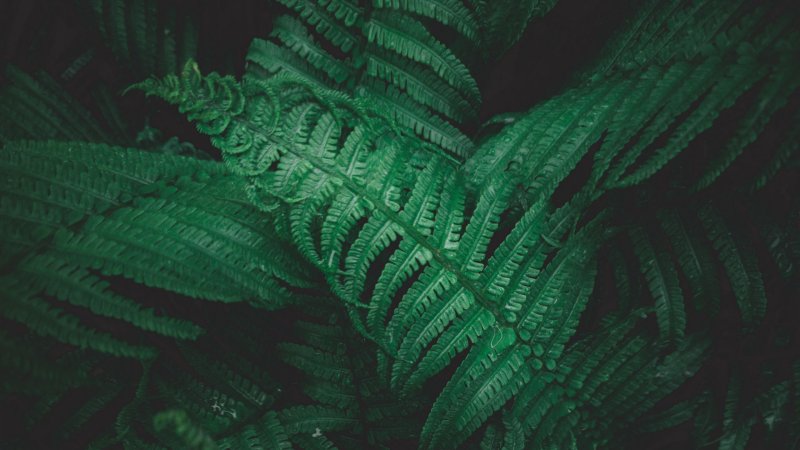 Папоротник Smithee