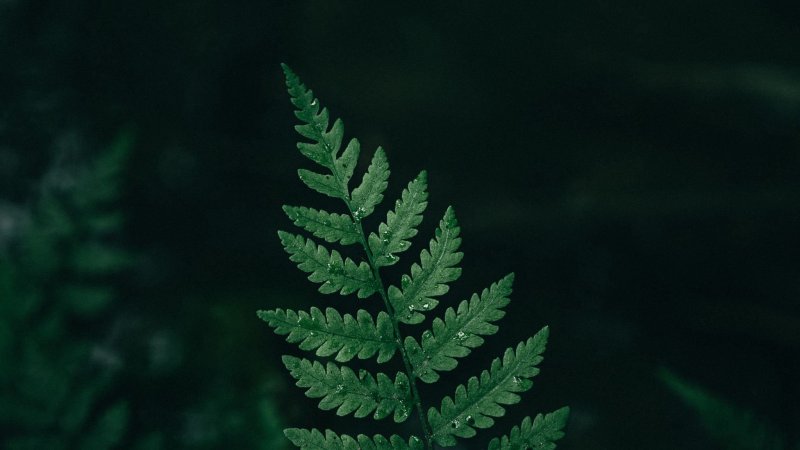 Папоротник многоножка Полиподиум