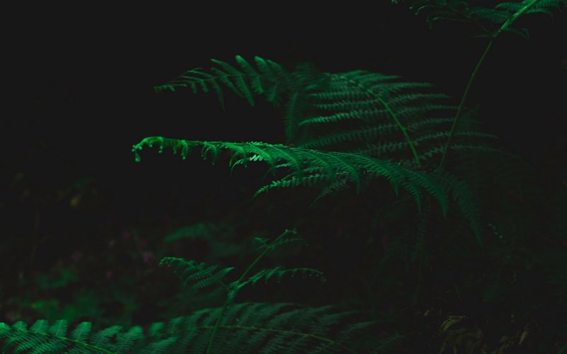 Красный папоротник