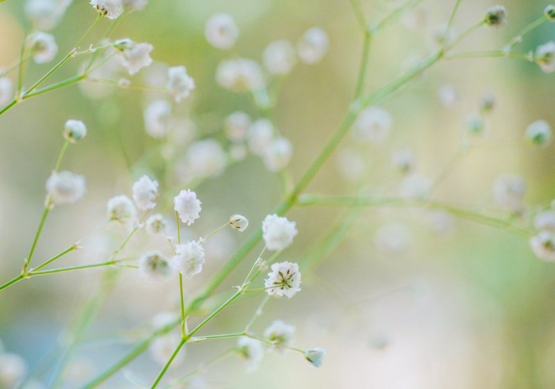 Нежный цветок