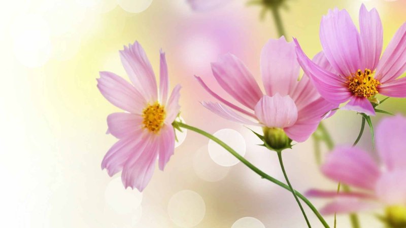 Ромашка космея