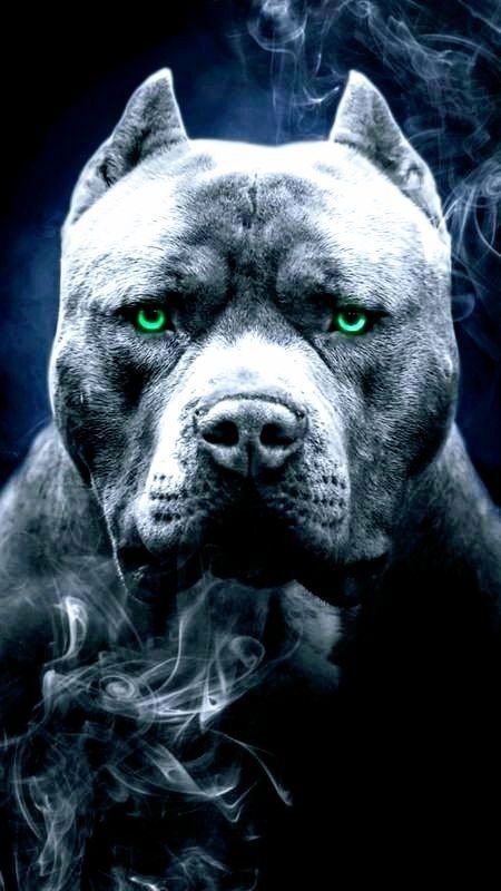 Питбуль картинки