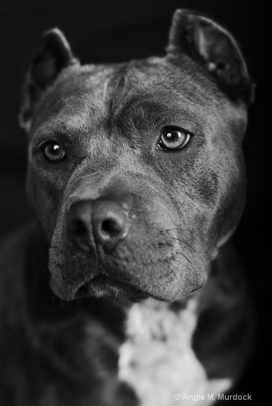 Стаффордширский терьер черный