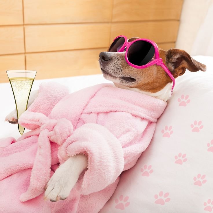 Собака на релаксе