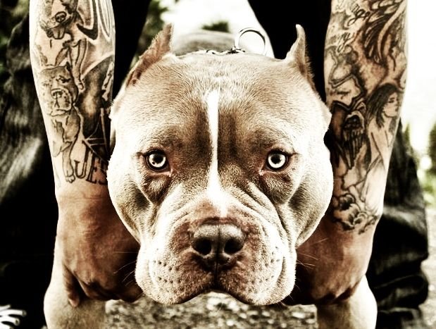 Красивый питбуль