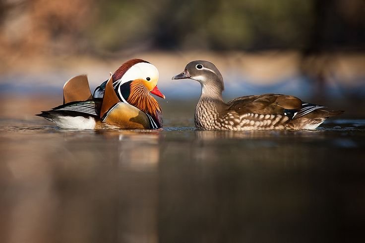 Уточки мандаринки