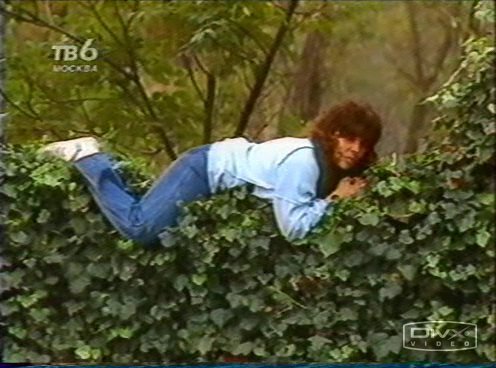 Дикая роза кадры