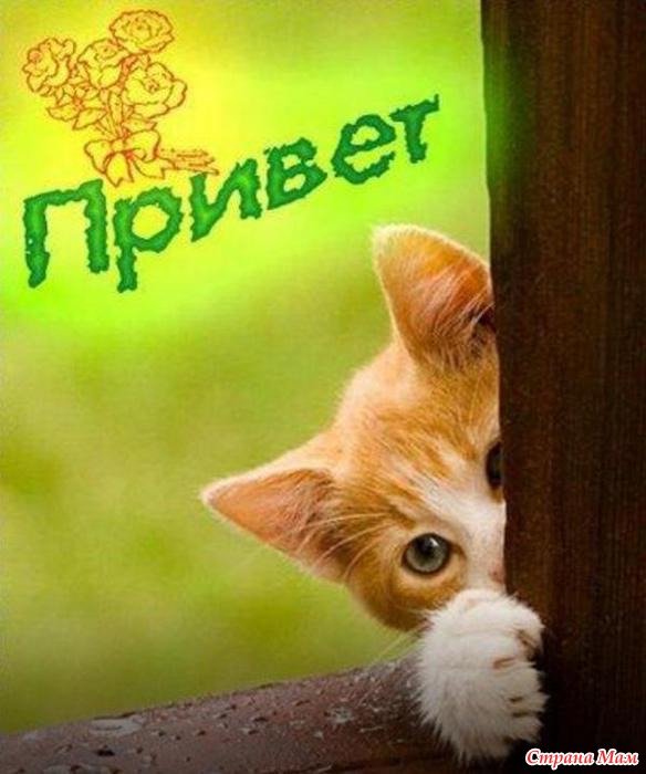 Приветик картинки