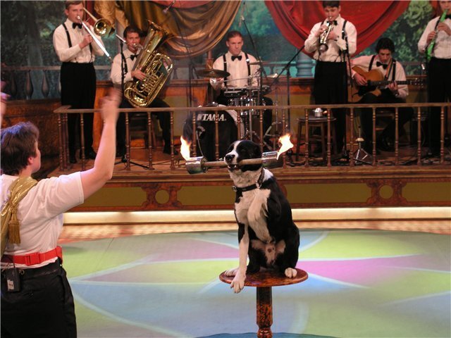 Дог шоу передача Михаил Ширвиндт