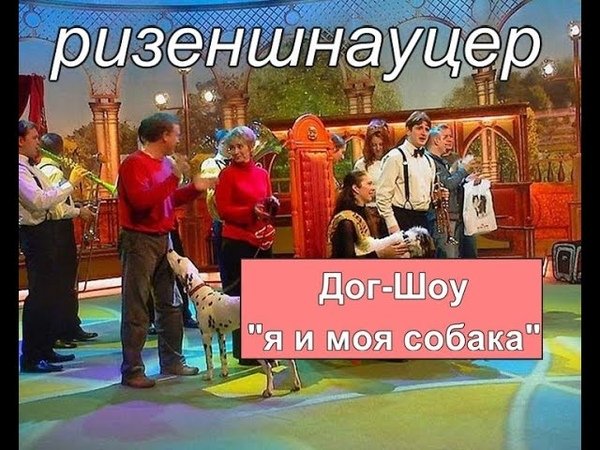 Дог шоу я и моя собака