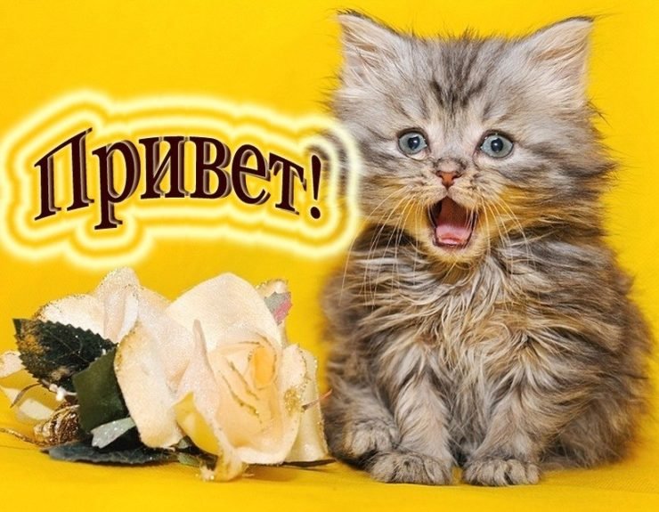 Открытки приветик