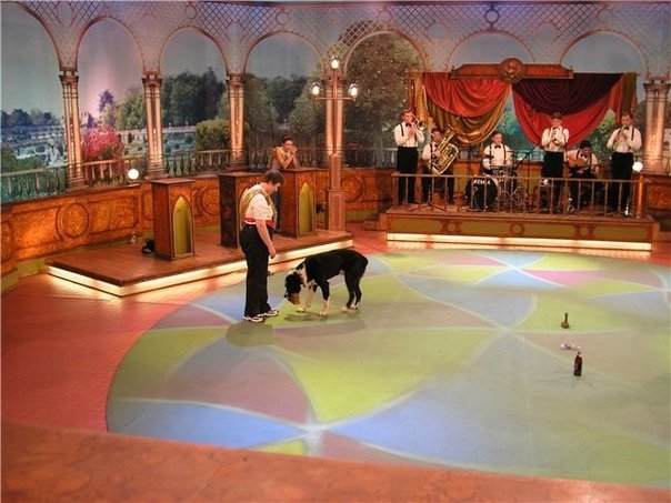 Дог шоу я и моя собака