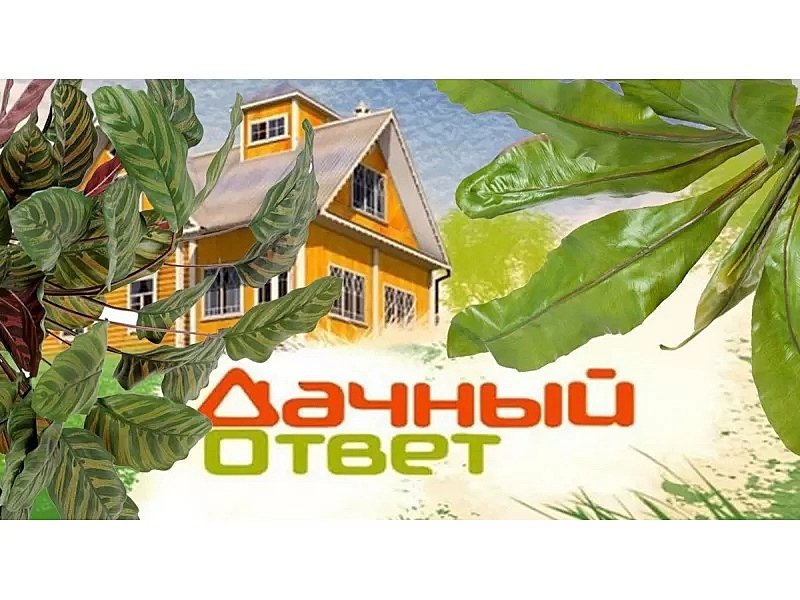 Мем дачный ответ