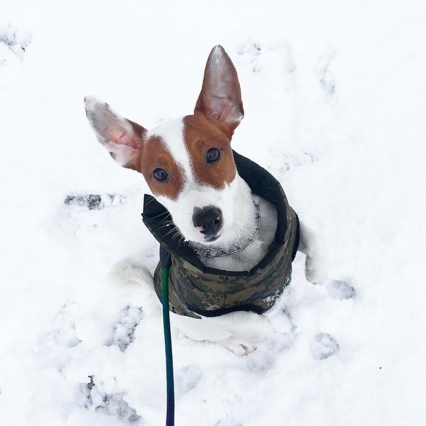 Джек Рассел Локи бобо