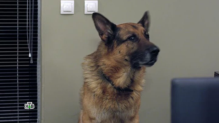 Возвращение Мухтара 2 новый след