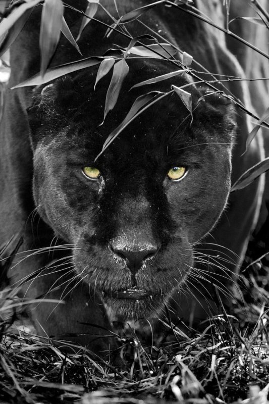 Пума меланист