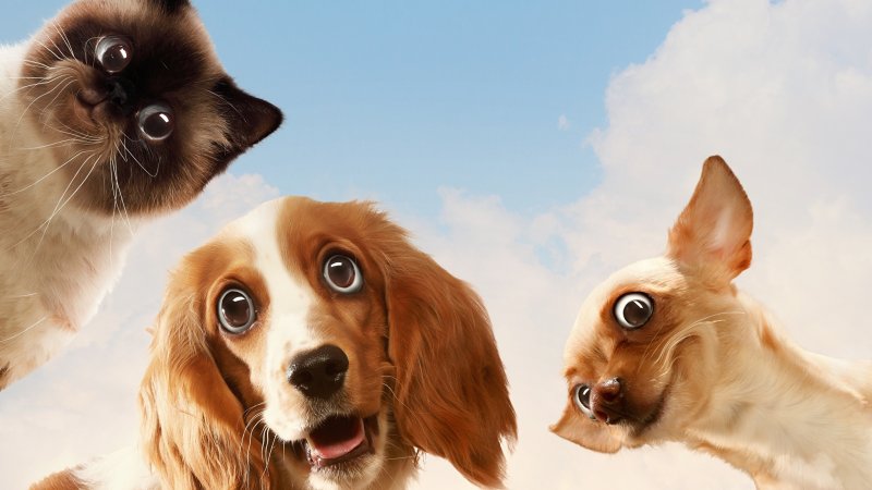 Веселые собаки и кошки