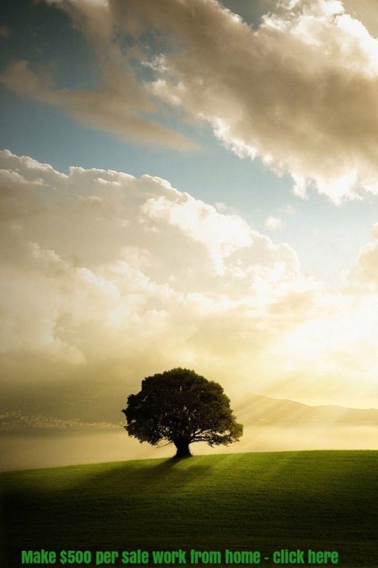 Красивое одинокое дерево