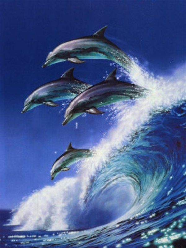 Дельфины в море